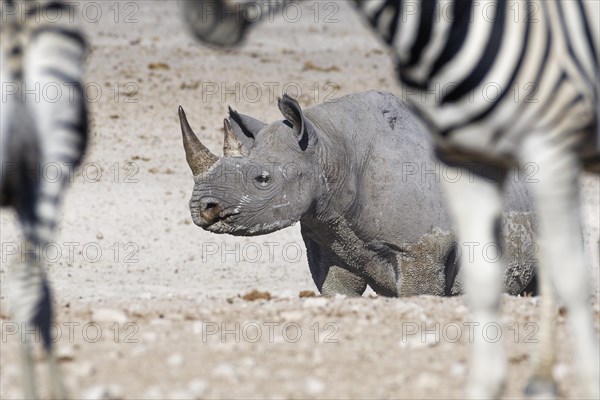 Black rhinoceros