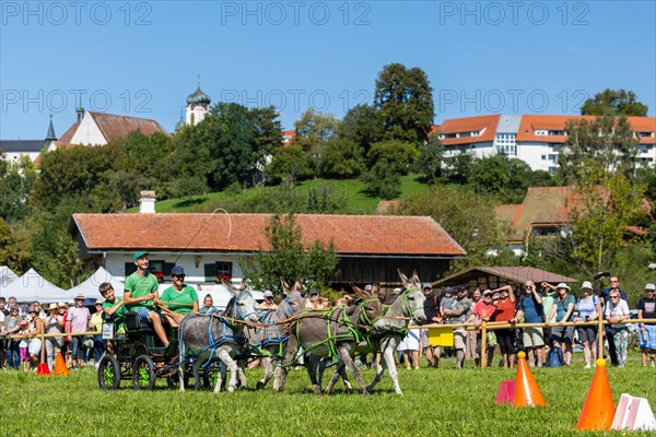 Donkey carriage driving through course
