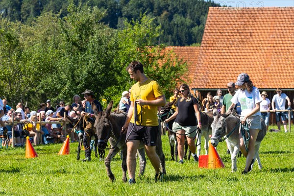 Donkeys being led through a course