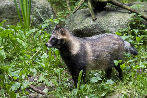 Raccoon dog