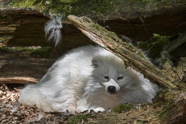 Raccoon dog