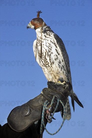 Peregrine falcon