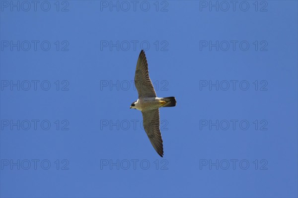 Peregrine Falcon