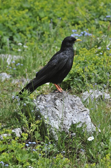 Alpine Chough