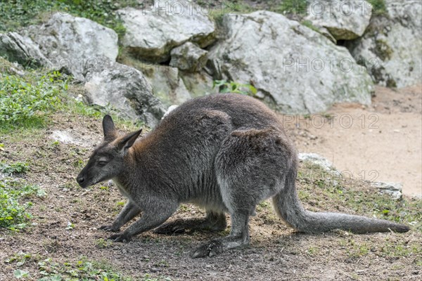 Red-necked wallaby