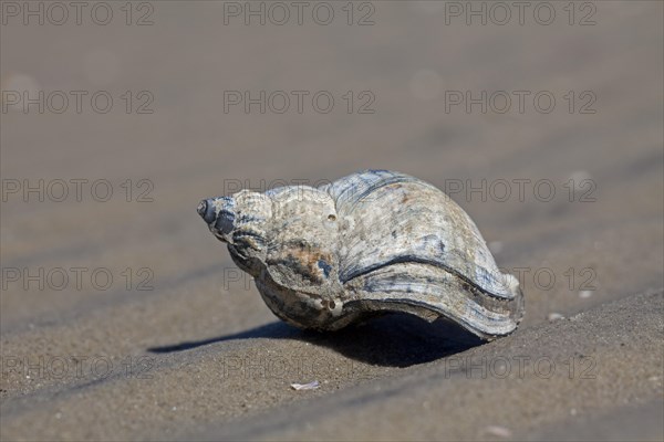 Common Whelk