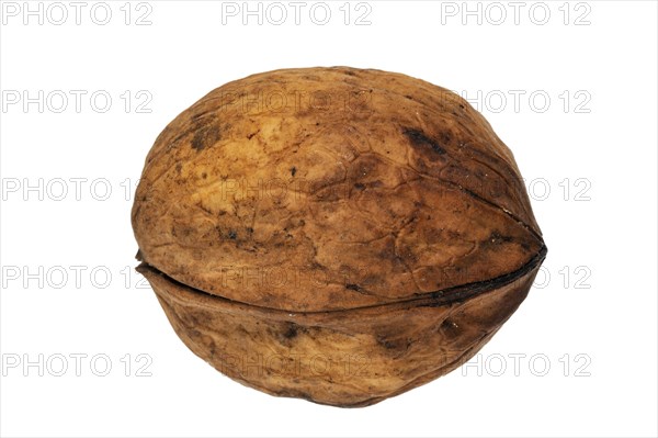 Common walnut