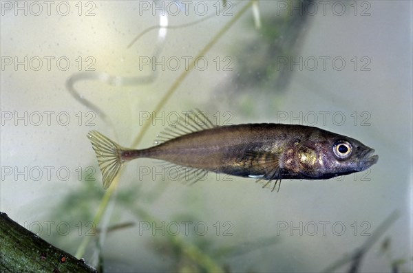 Three-spined stickleback