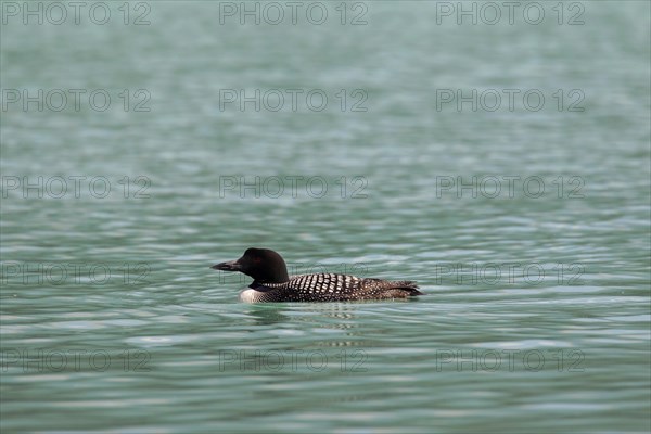 Great Northern Diver