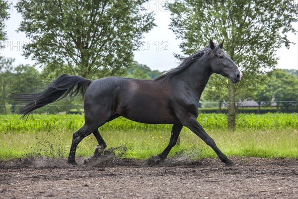 Brown horse trotting in field