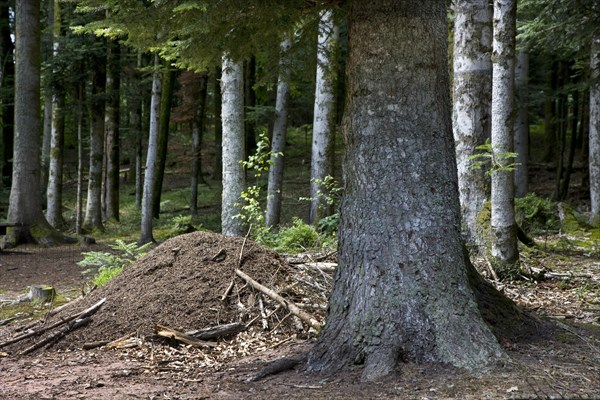 Anthill of southern wood ants