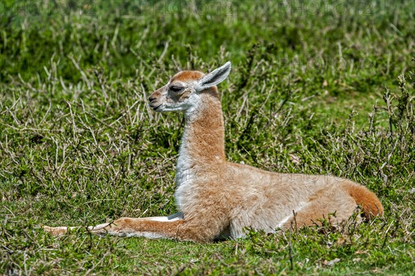 Juvenile guanaco