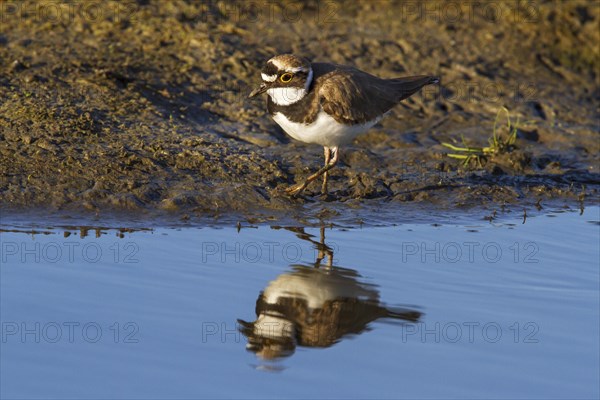 Little ringed plover