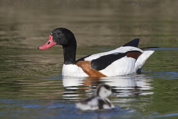 Common shelduck