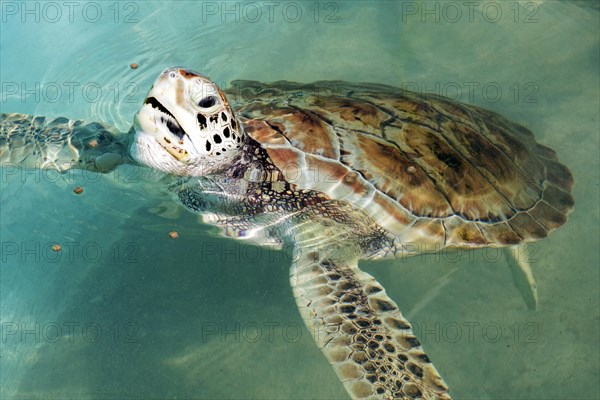 Hawksbill sea turtle