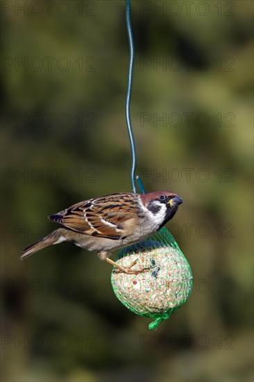 Eurasian tree sparrow