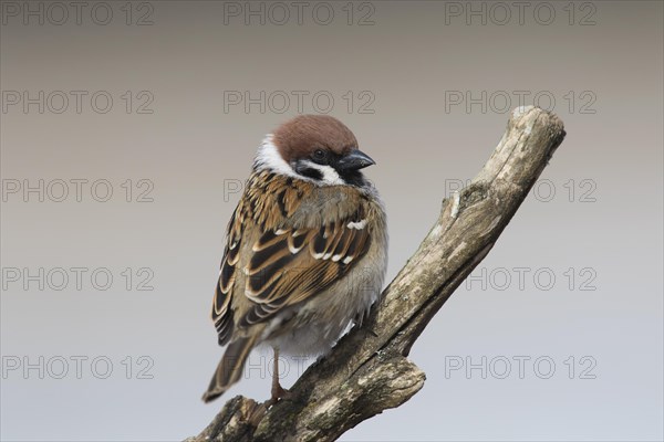 Eurasian tree sparrow