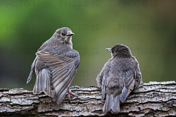 Two Common Starlings