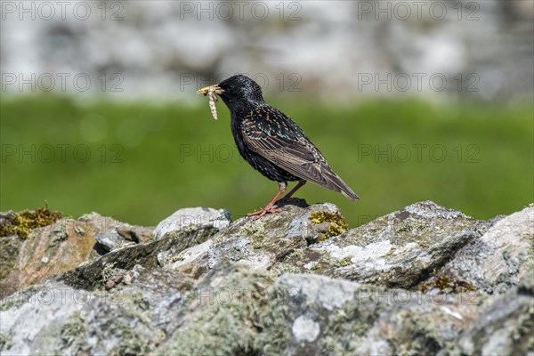 Common starling