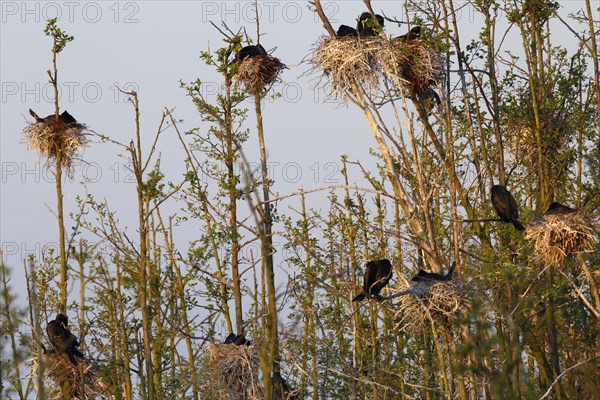 Great cormorant