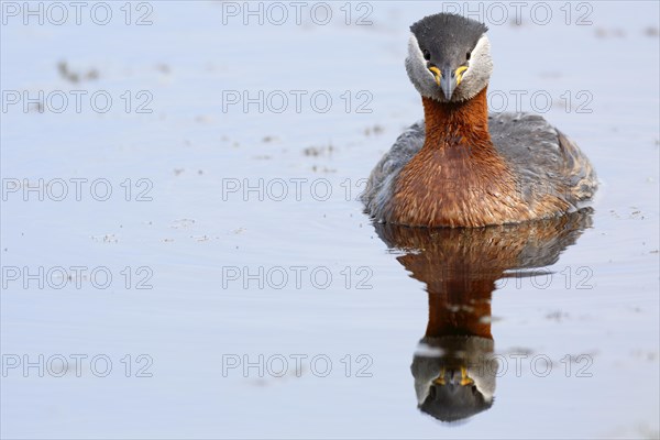 Red-necked grebe