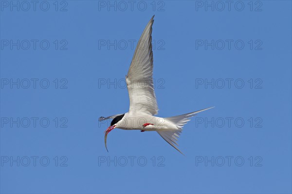 Arctic Tern