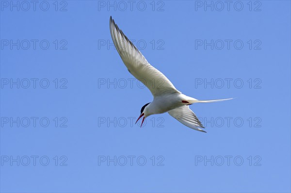 Arctic tern