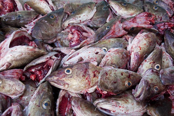 Close up of Atlantic Cod