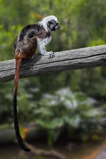 Cotton-top tamarin