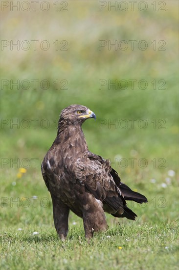 Lesser spotted eagle