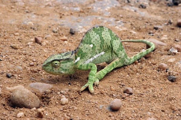 Green coloured flap-necked chameleon