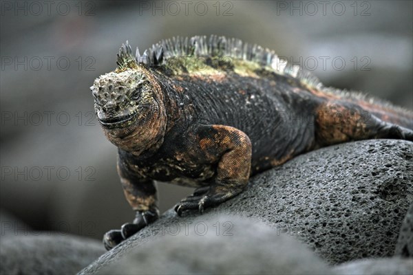 Marine iguana