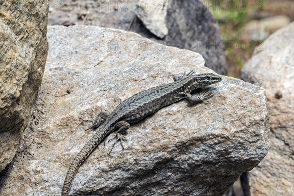 Common wall lizard