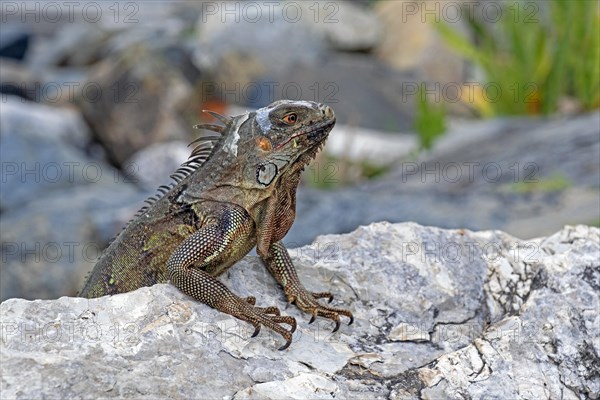 Common green iguana