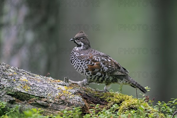 Hazel grouse