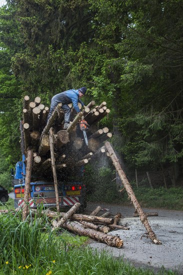 Forester cutting too long logs with chainsaw after loading felled tree trunks on logging truck in forest