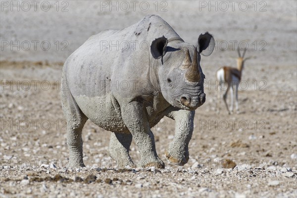 Black rhinoceros