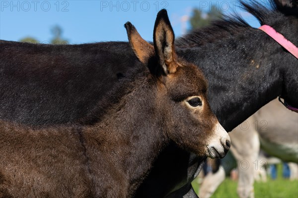 Donkey foal