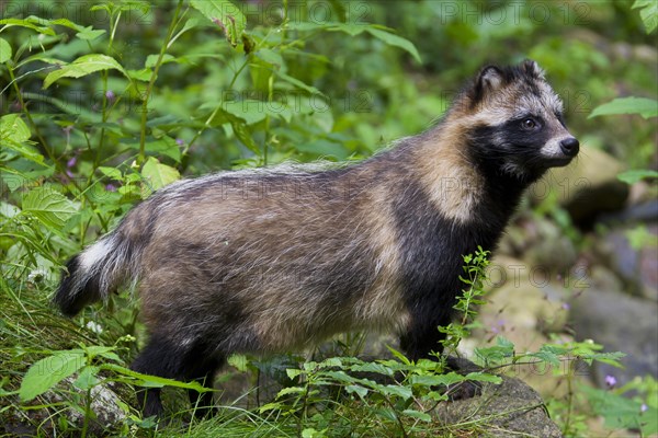 Raccoon dog