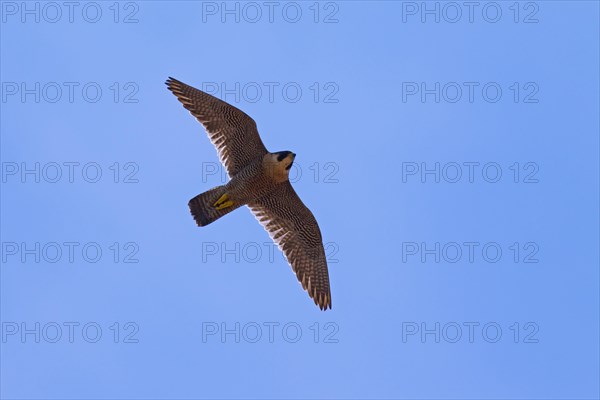 Peregrine Falcon