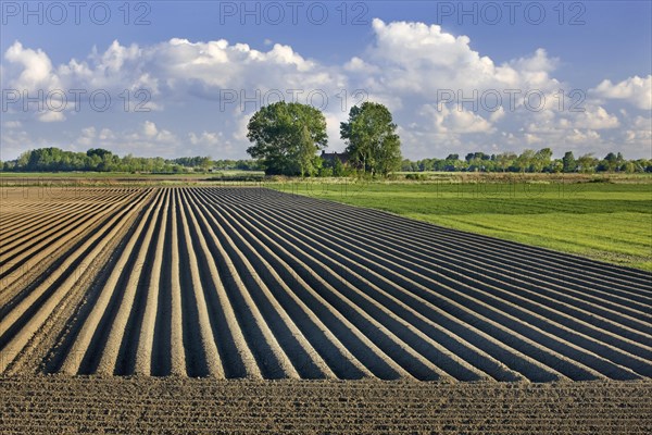 Furrows on a ploughed