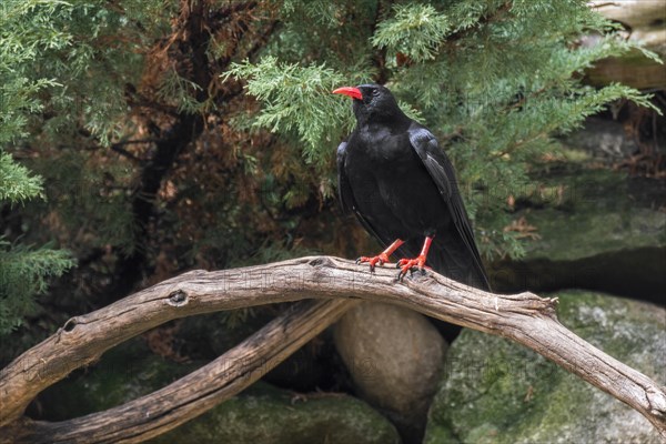 Red-billed chough