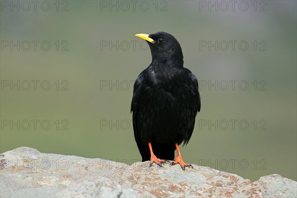 Alpine chough