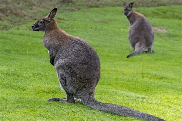 Two red-necked wallabies