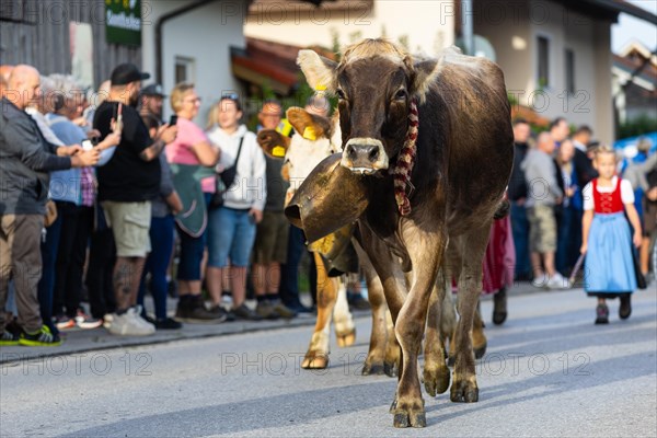 Alpine cow with bell