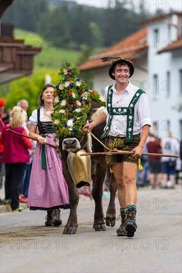 Alpine herdsman leading wreathed cow