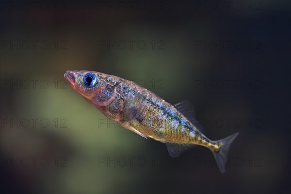 Three-spined stickleback