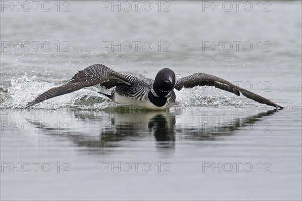 Common loon