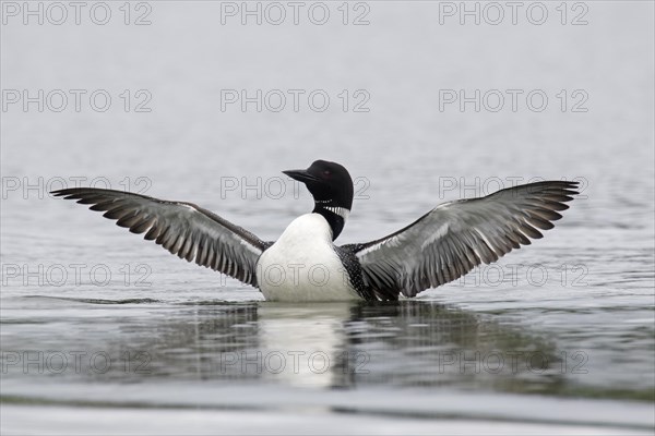 Common loon