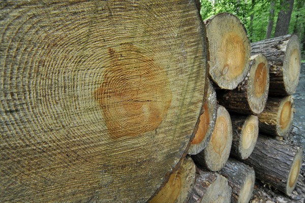 Woodpile of cut timber from logging industry showing annual growth rings